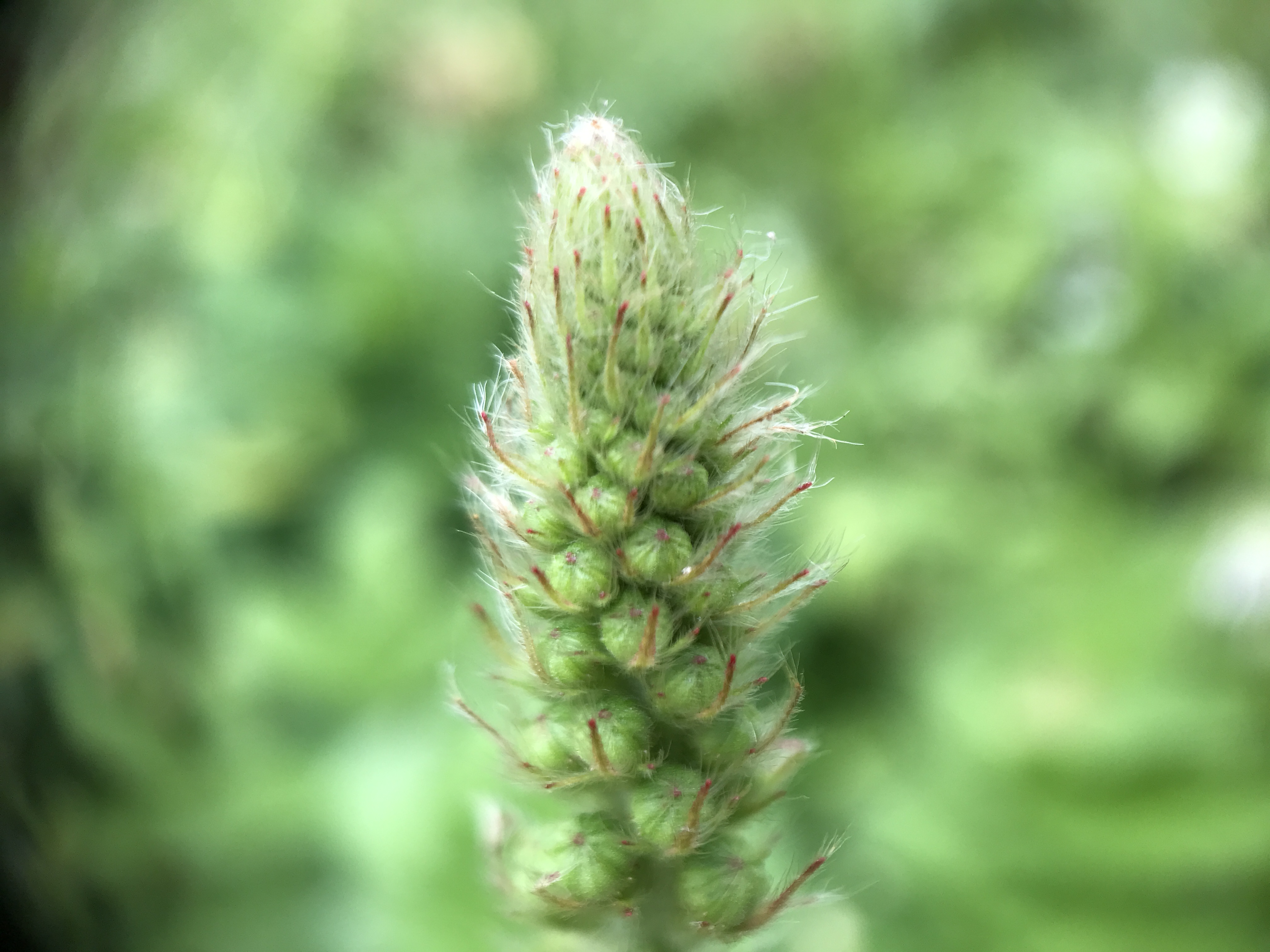 NL Bloeit! ~ Oog op de natuur