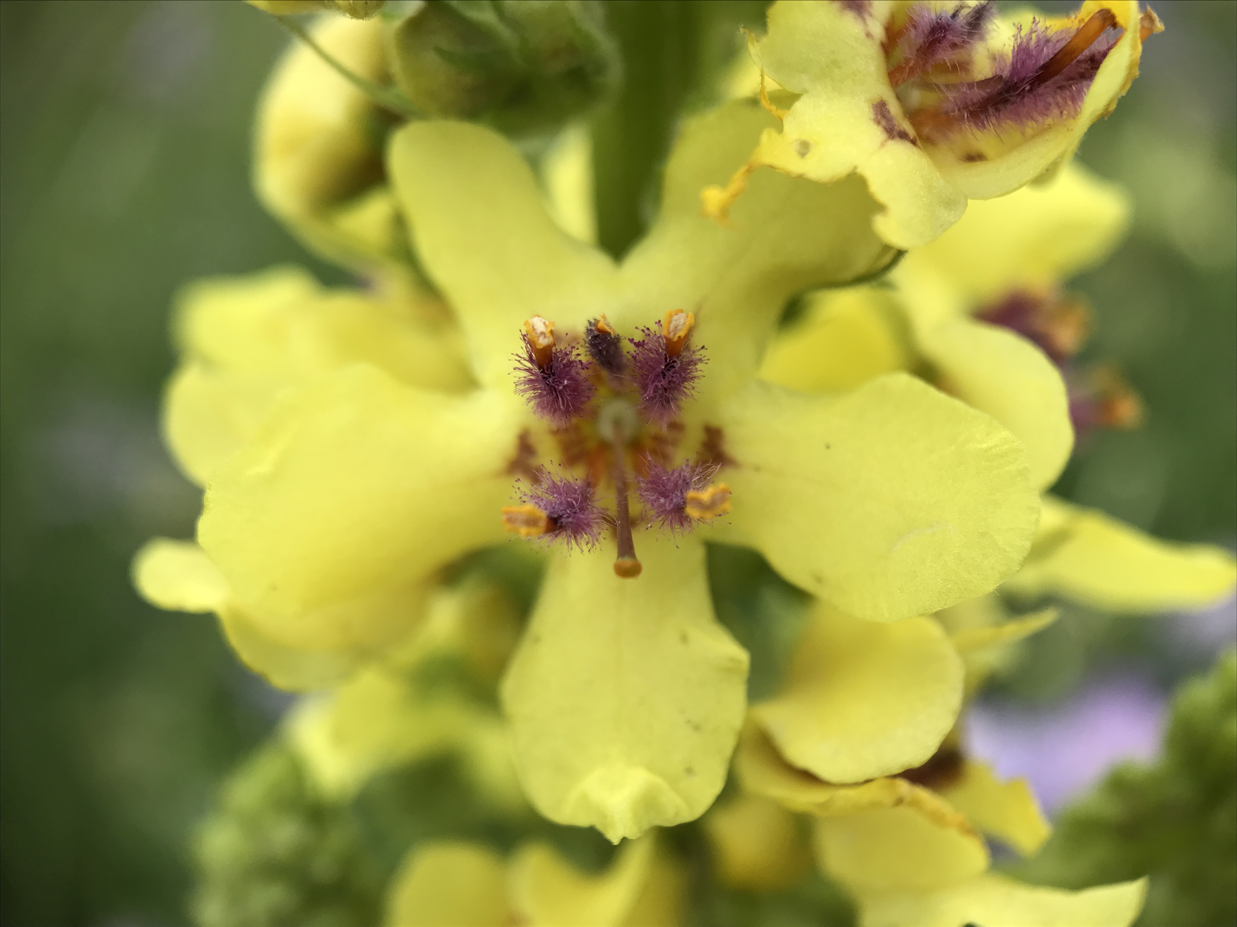 NL Bloeit! ~ Oog op de natuur