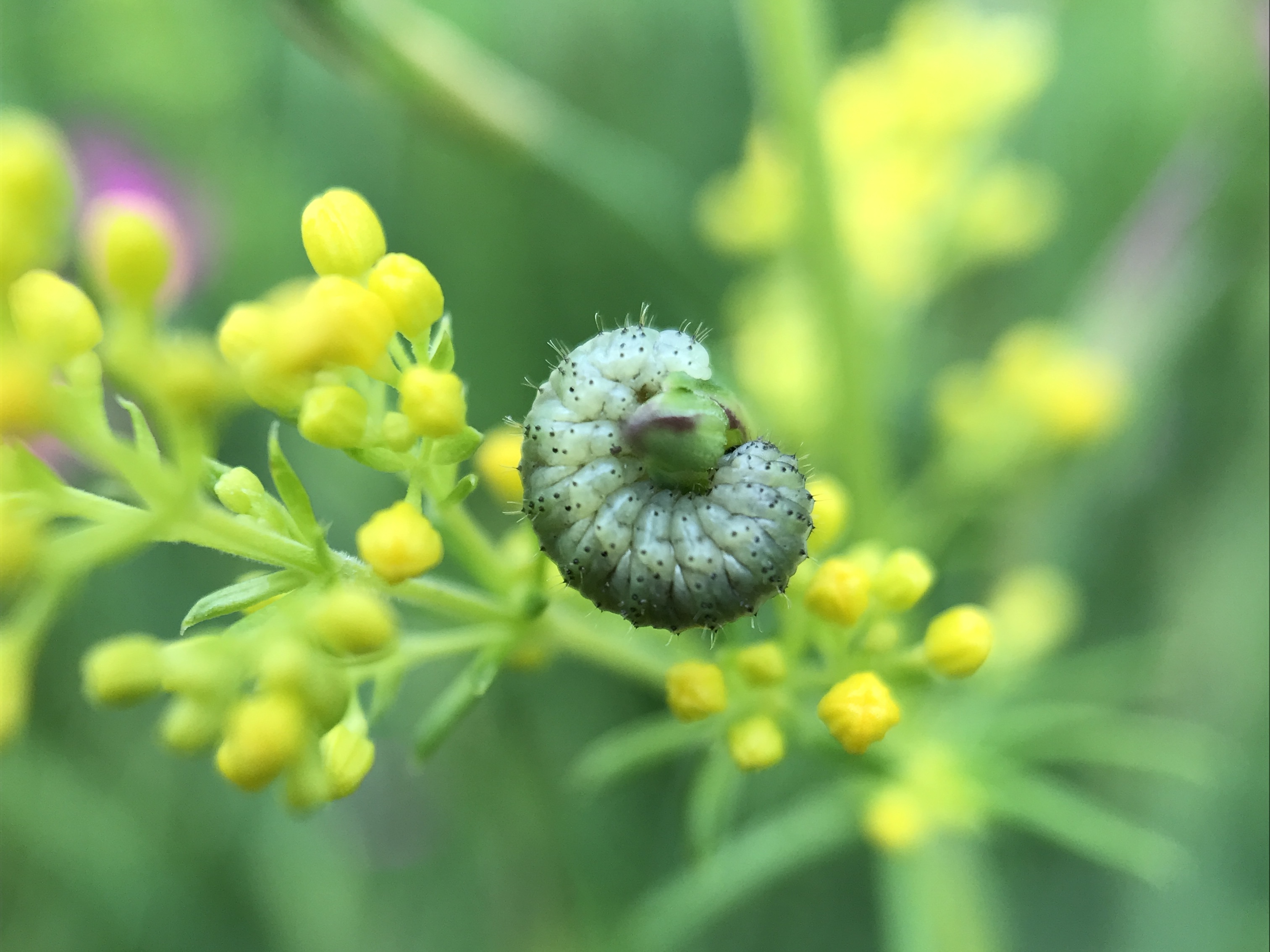 NL Bloeit! ~ Oog op de natuur