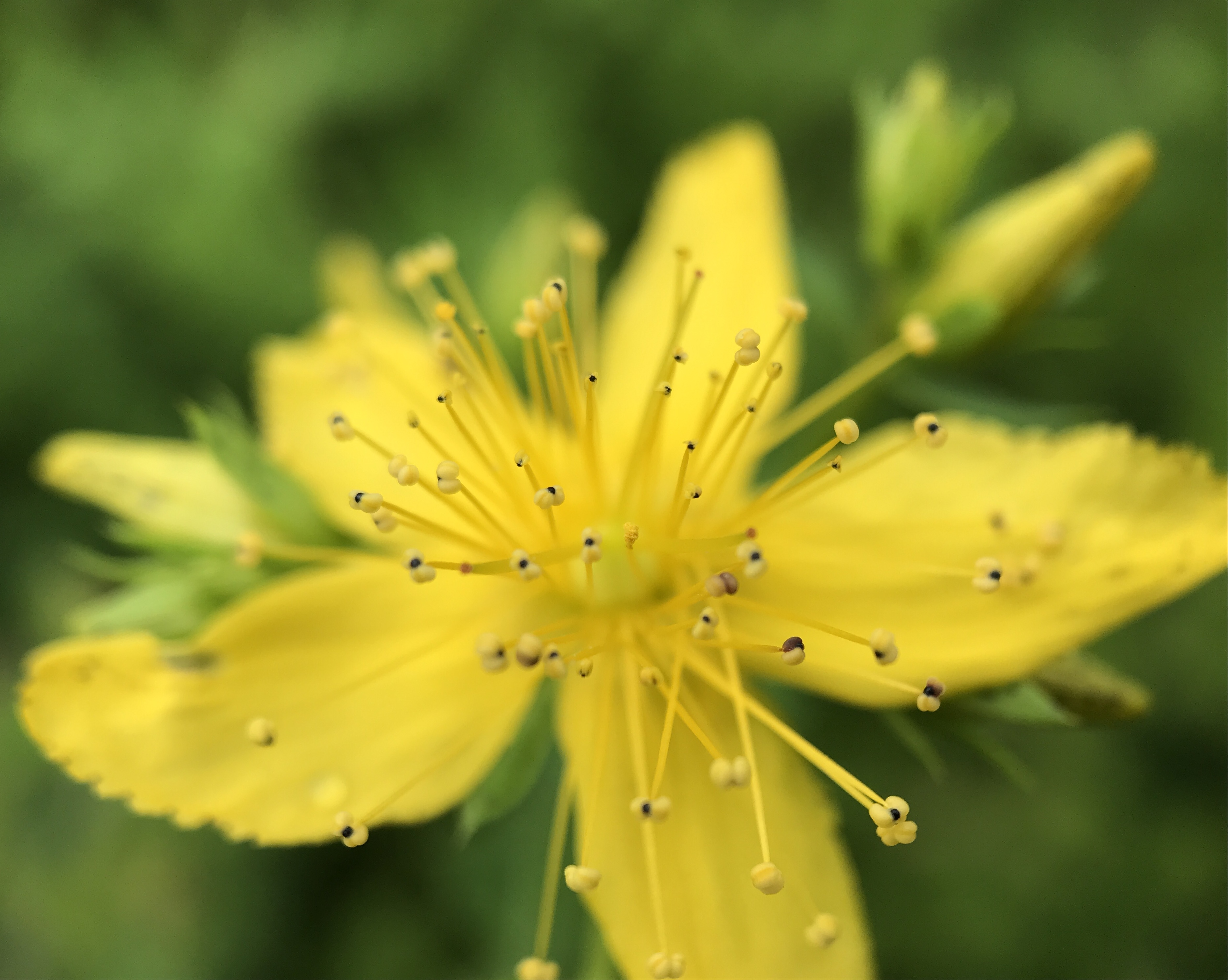 NL Bloeit! ~ Oog op de natuur