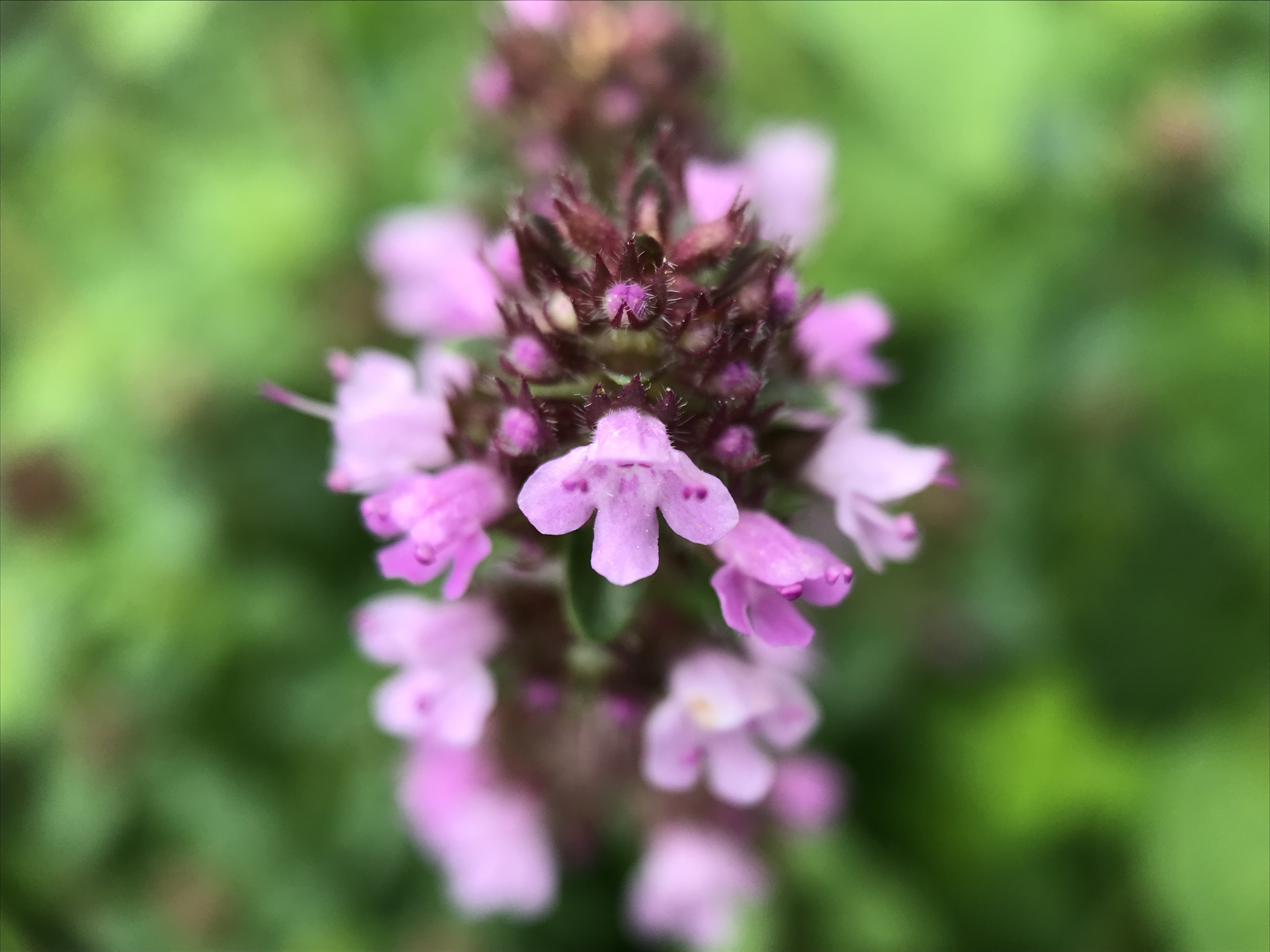NL Bloeit! ~ Oog op de natuur