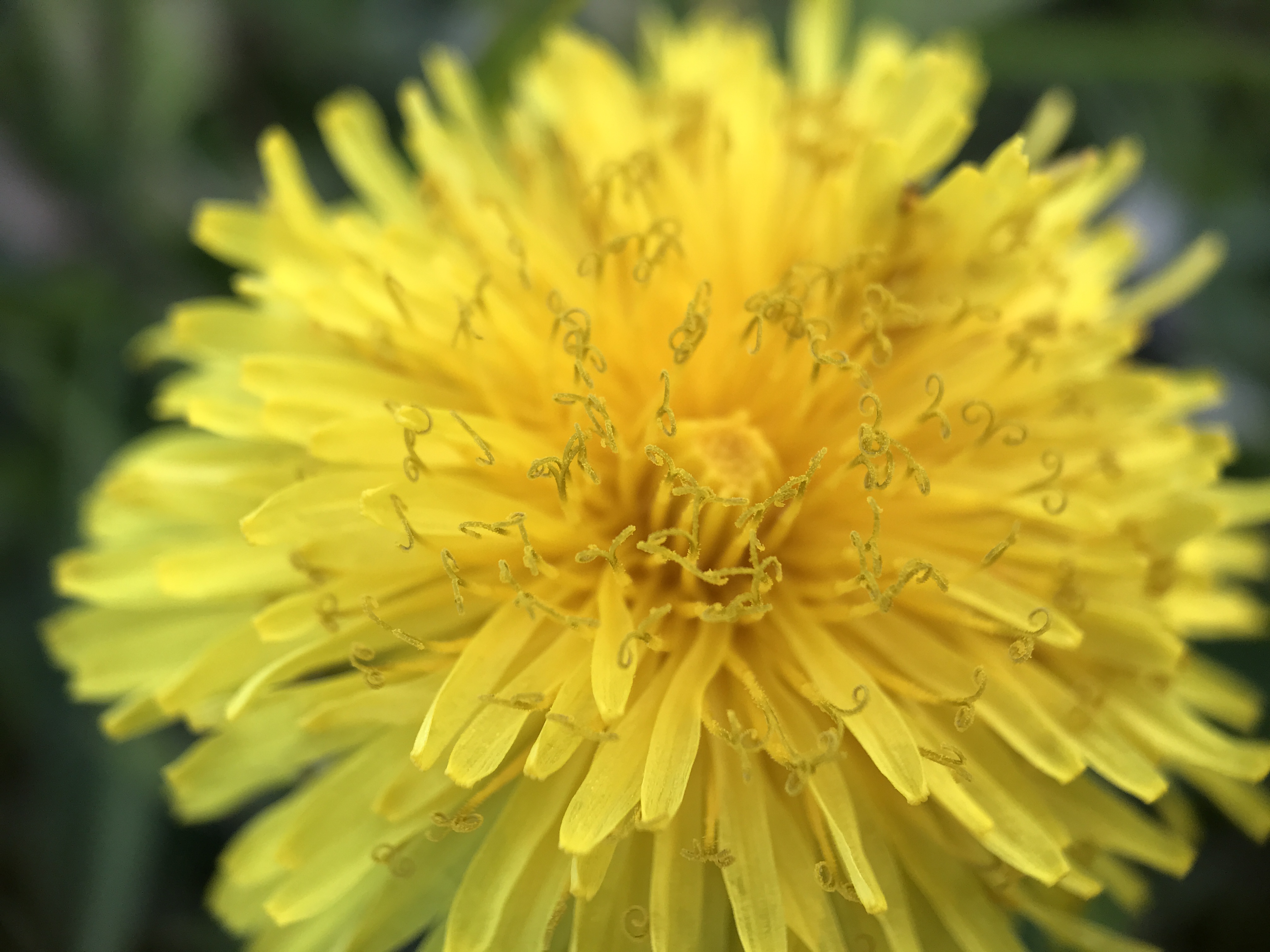 NL Bloeit! ~ Oog op de natuur