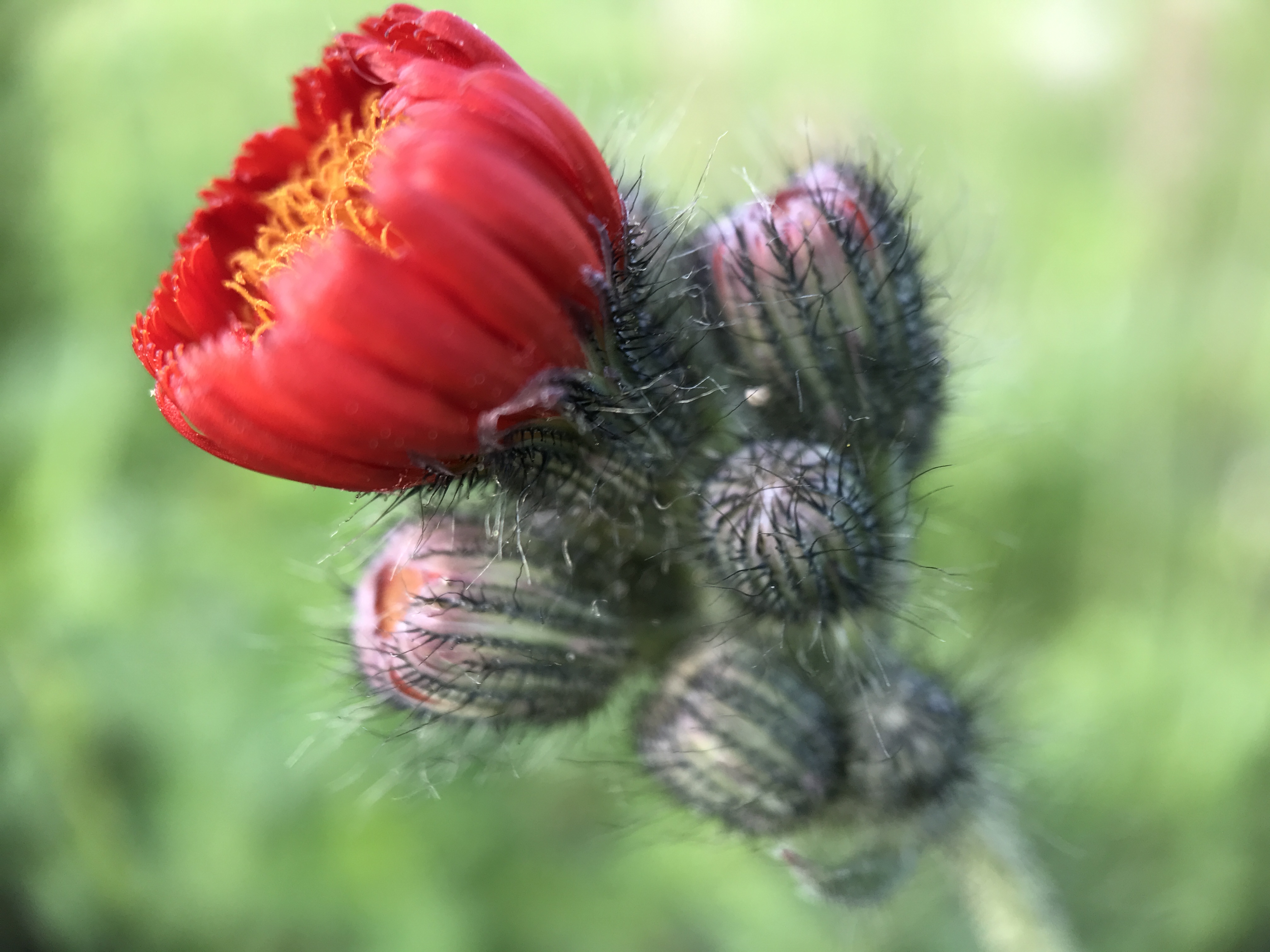 NL Bloeit! ~ Oog op de natuur