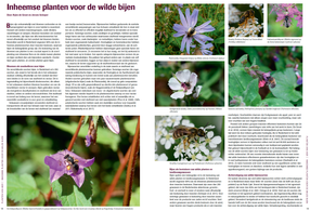 Planten van hier