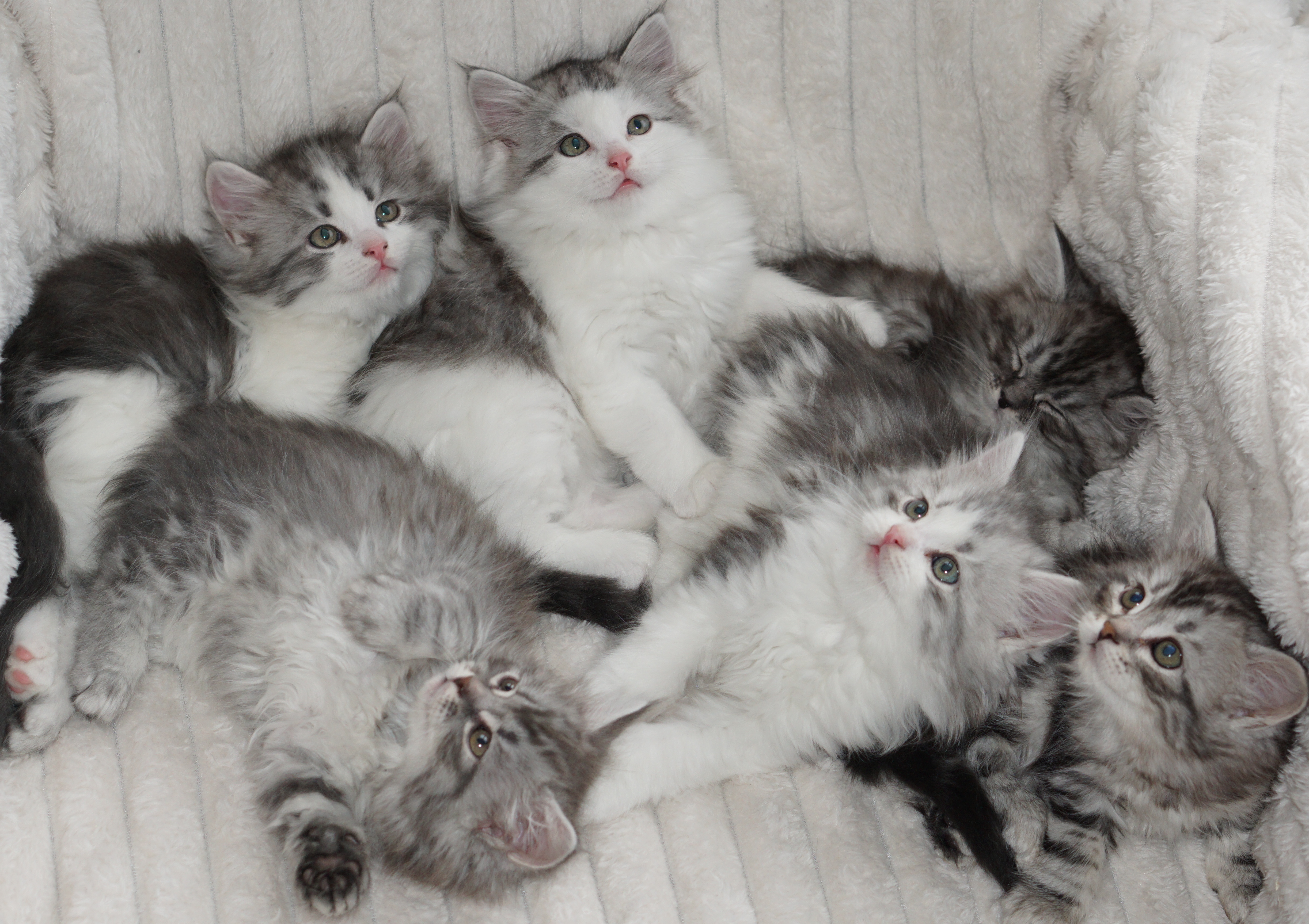 World of Warcraft litter 7 weeks