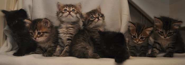 Russisk hersker-kullet. Russian ruler-litter. 45 dager/days. 