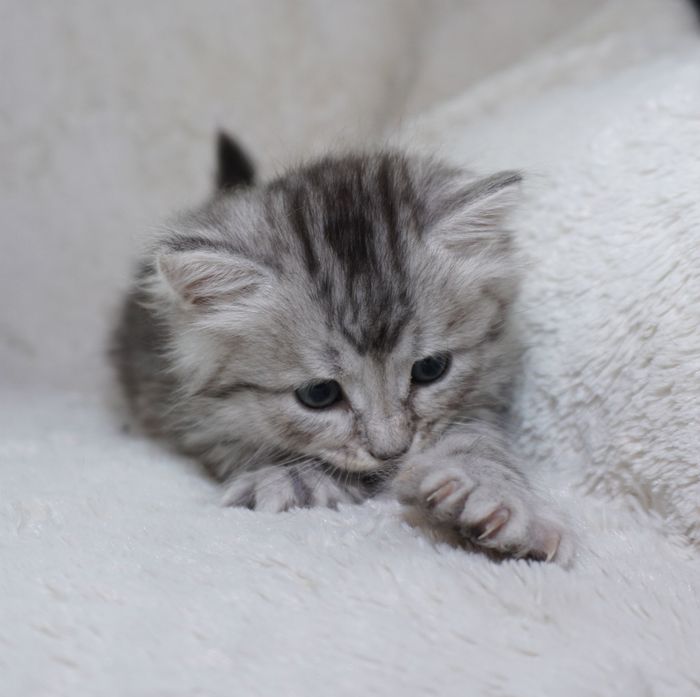 Nala 4,5 uker