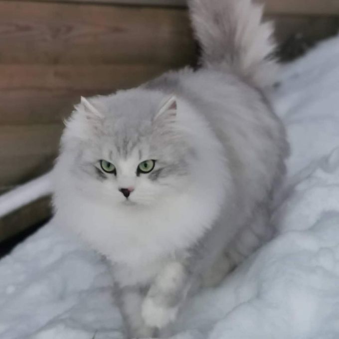 Zedric 3 år