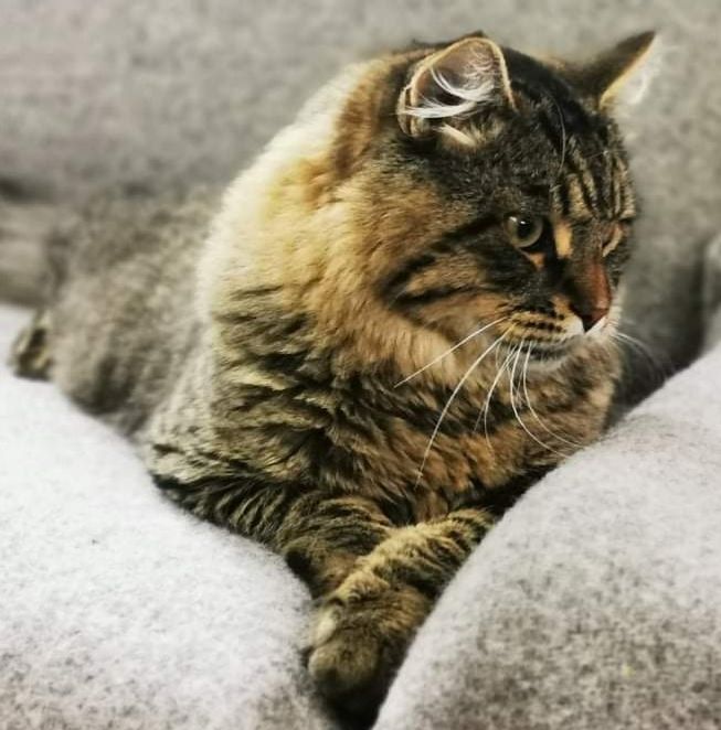 Winnie på første utstilling