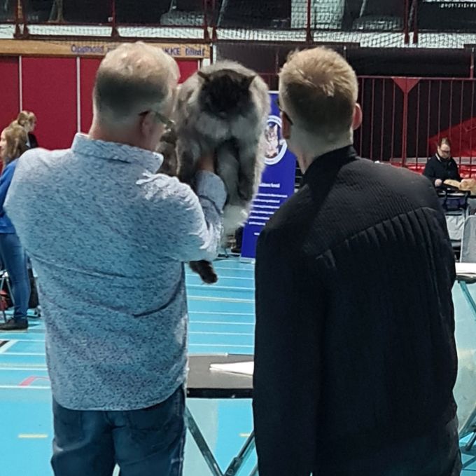 Geir Edvardsen og Marteinn Tausen vurderer Cowboy i panel. En av dem velger rett denne gangen - MT.