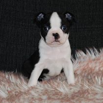 Noble One's Amazing Luna