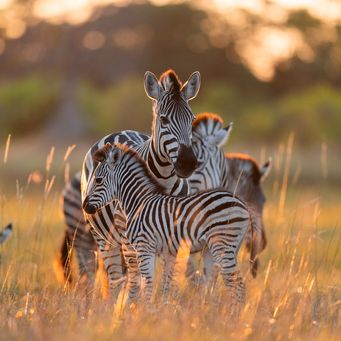 Zebra in Moremi Game Reserve 