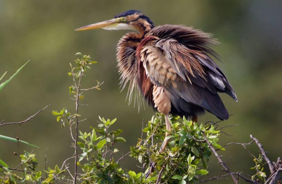 Purple heron