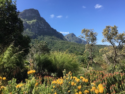 Kirstenbosch