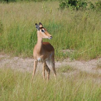 Dainty Impala