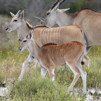 Eland