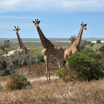 Giraffes 