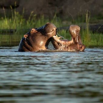 Hippos playing or fighting...