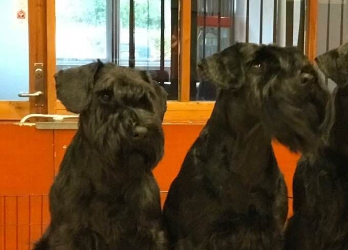 Lucca, Wanilla & Icy in show in 2018