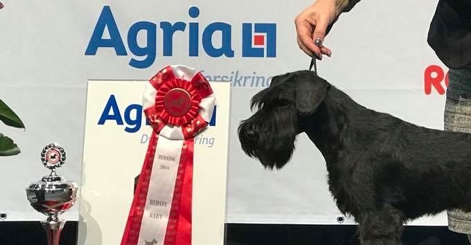 Estellet´s Lucca Z 5 månader, BIS baby/ vinnande baby in Danish Winner Show / Dansk Vinnarutställning 2018