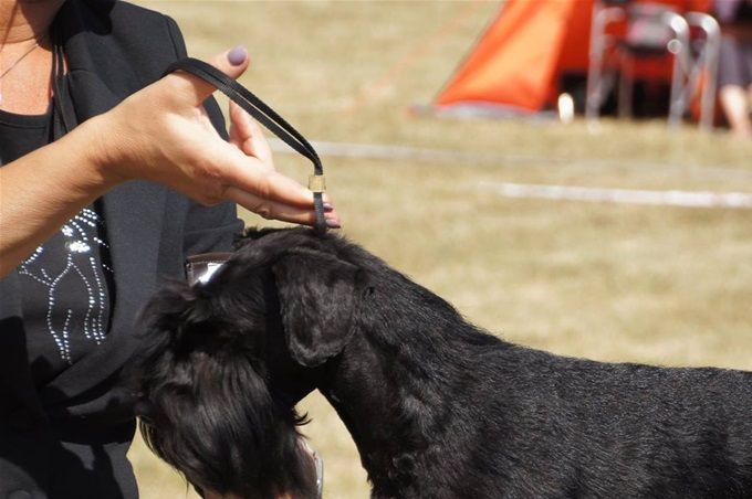 C.I.B. CHAMPION Blackgalaxy Zingarella-N (Blackgalaxy Veni Vidi Vici-N x Victorious Star Exclusive Style)