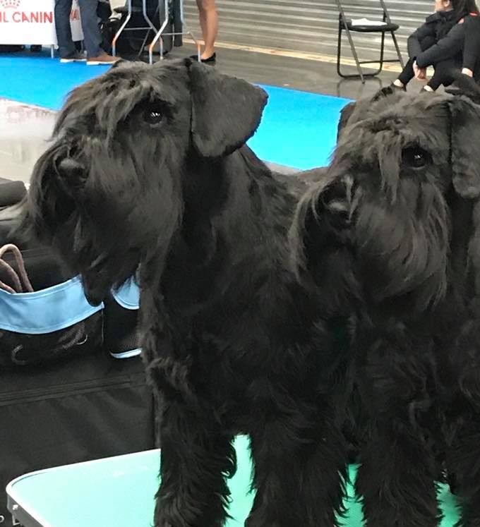 Estellet´s Wictore and Wanilla BOB/Bir puppies/valpar MyDog 2018