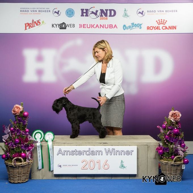 Blackgalaxy Valentino Amsterdam Winner/Vinnare 2016