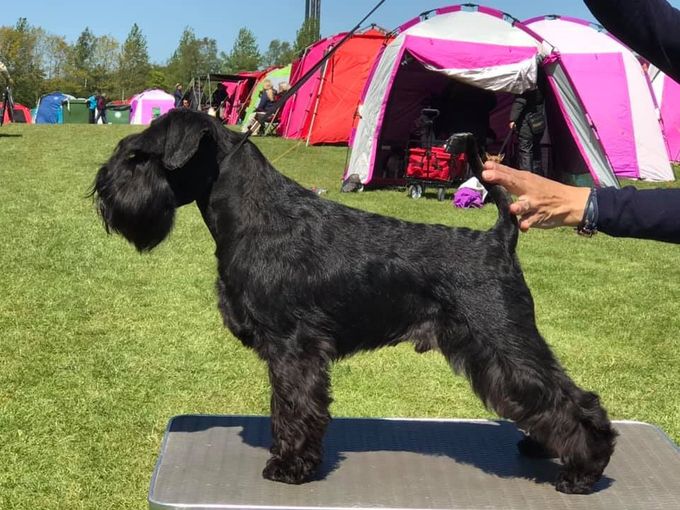Estellet´s Lucca Z  12 month new Danish Junior Champion in Roskilde 2019
