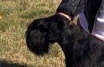 JuniorCHAMPION, SE, DK CHAMPION Estellet´s Andria Z (Dreamkiss Quality Control x Blackgalaxy Zingarella-N)