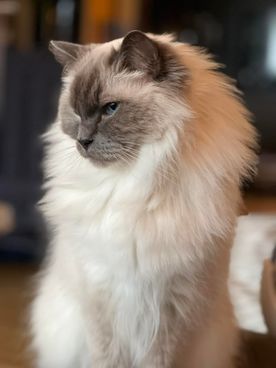 Fineste (Nordlændingen’s) Kazan blir 11 år i dag♥️🥳