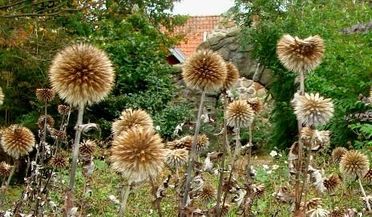 Bollblommor bruna m klosterrum.JPG-for-web