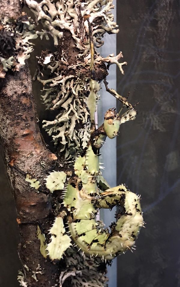 Vuxen lichen