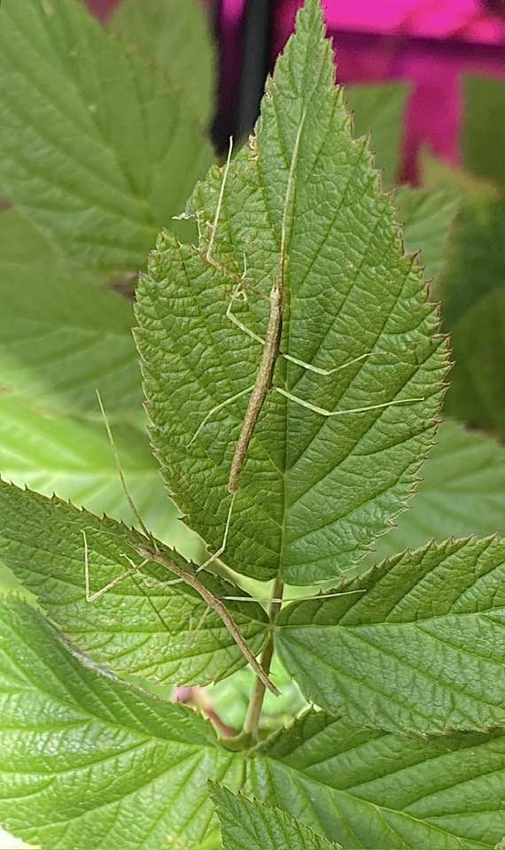 Medauroidea extradentata (nymfer)