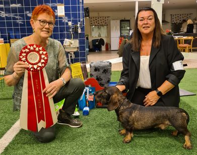 BIS 1- SH Normal. NO UCH Prestbråtan's O N Dennis. Fotograf Zandra Skj