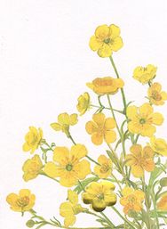 N65 Smörblomma