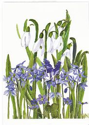 N74 Scilla