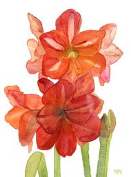 N90 Amaryllis