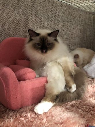 Remus synes det er greit med egen sofa