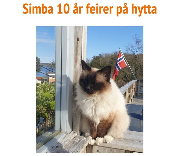 NO*Fumapusene Simba - Oppdretter: Ranita Hansen/Eier: Anne Kristin Tufte