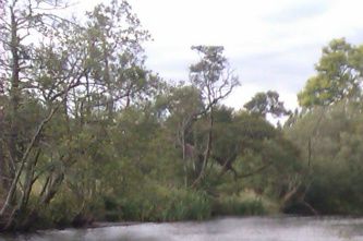 Erosion control on the River Eamont using Logs and brash. 