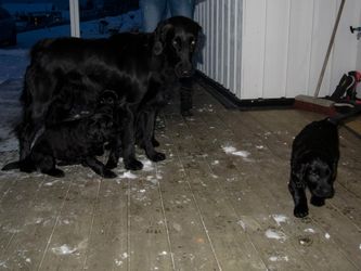 Frida med trekløveret. Anton under Frida, Chasey og Emma(til høyre)