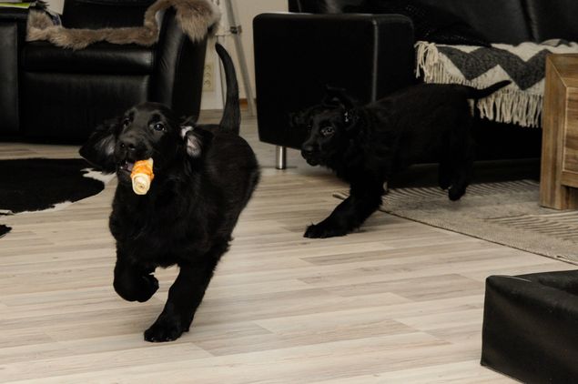 Chasey og Emma I farta