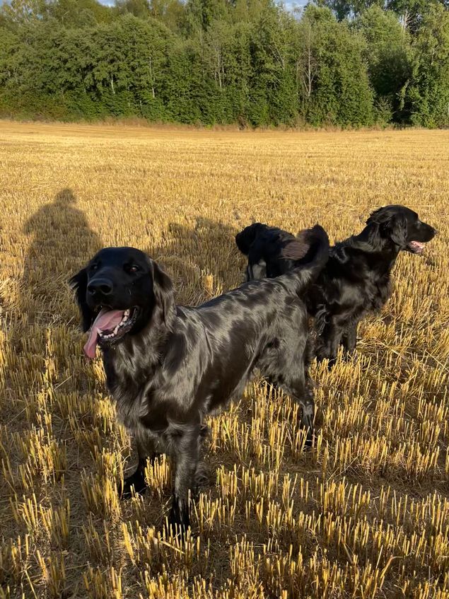 Suki vokser litt hver dag, og koser seg med trening og tur. Hun har naturlig nok ikke riktig samme fart lenger ❤️