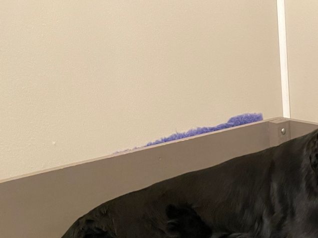 Da var alle små kommet- 5 jenter og 3 gutter.  Suki er en rolig og flink mamma, og hun fikk alle sine små i løpet av ca 3 timer (fra første til siste kom).
Nå har hun fått en snartur ut, stelt seg litt, fått mat,  og jeg har fått skiftet i valpekassen.  Da håper jeg å få pittelitt søvn… men spørs det, jeg spretter nok opp til den minste lyden🥰