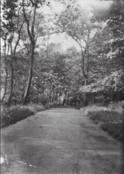 M80 One of five views of paths, thought to be in Graves park