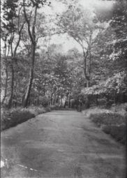 M80 One of five views of paths, thought to be in Graves park