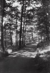 M82 One of five views of paths, thought to be in Graves park