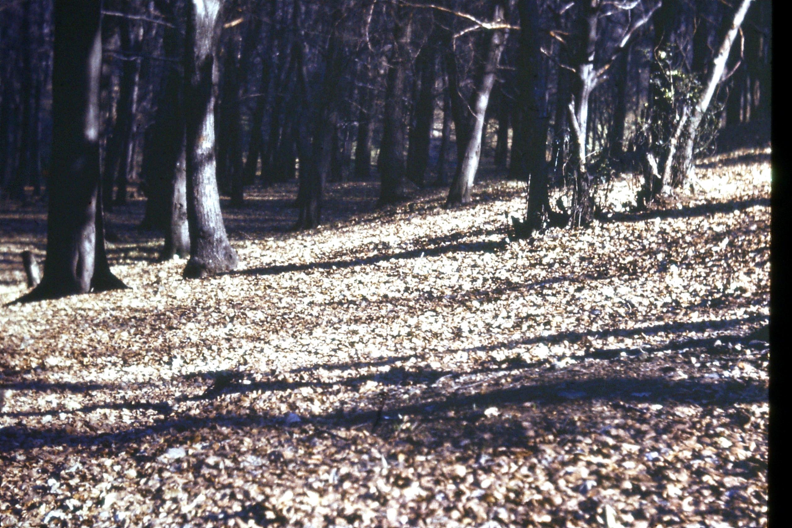 N17
