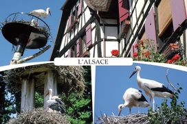 ALSACE     