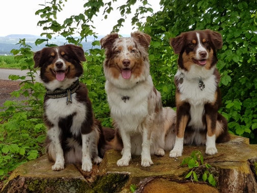 60567843_359324274935407_8947925901442547712_n